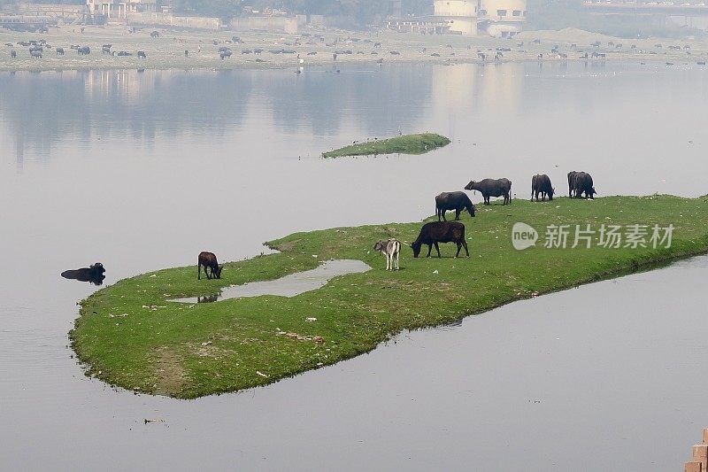 这是印度牛/圣牛在绿色的亚穆纳河岛上吃草的图片，位于印度北方邦阿格拉的Ambedkar桥和Itmad / Itimad Ud Daulah陵墓旁(小泰姬陵照片)